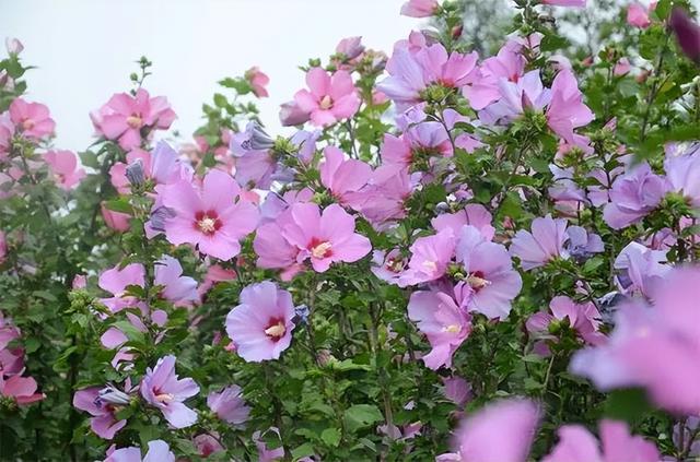 庭院喜阳植物，不同光照民宿花园或农场庭院内30种喜阴、喜阳植物
