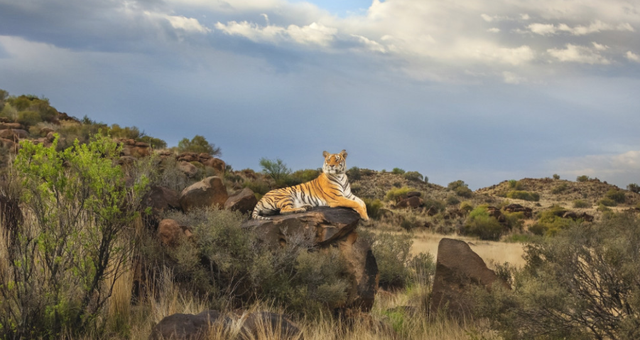 更大的老虎会是谁，世界上最大的老虎是什么（03年中国将5只老虎放到非洲草原）