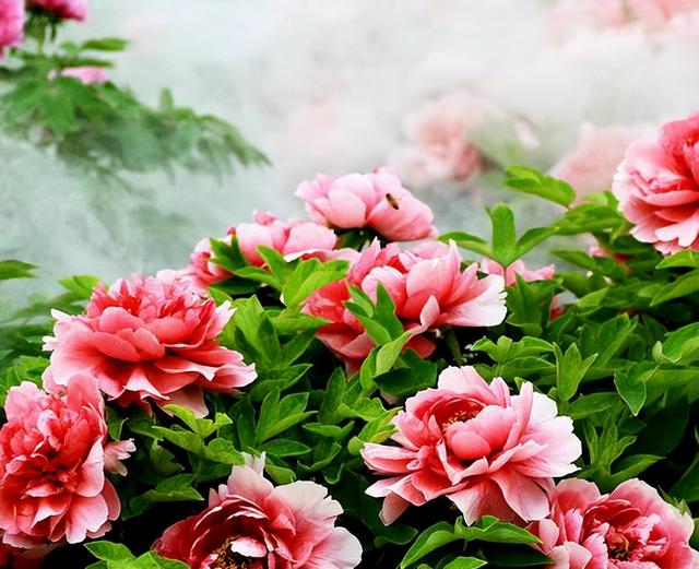 梅花象征什么，梅花象征什么青松象征什么雪花象征什么（中国十大名花排行榜）