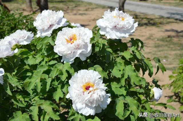 6到8岁的儿童画教程花，教程丨少儿美术课程《牡丹》