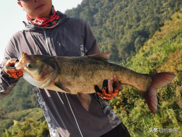 鲢鳙怎么吃，鲢鳙怎么吃饵料的（几块钱就能自制一大盆）