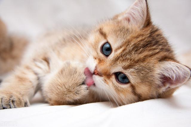 猫咪感冒症状表现，猫咪感冒发烧表现（猫咪感冒了有什么表现）
