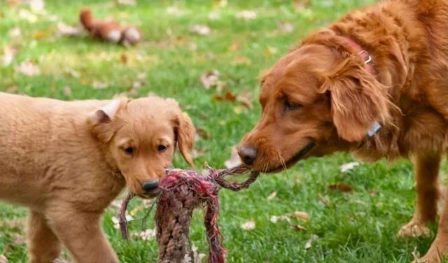 狗可以近亲繁殖吗，狗狗之间存在近亲繁殖吗（为何狗狗不仅会近亲繁殖）