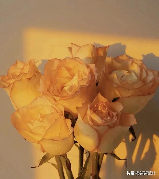 遗憾的句子说说心情，遗憾的句子说说心情句子（这些文案够遗憾吗）