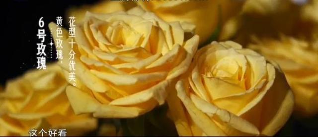 19支玫瑰是什么意思，19支玫瑰代表什么（19朵玫瑰花表示什么）