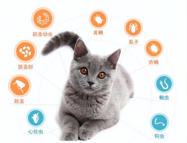 猫咪体内驱虫多久一次，猫咪体外驱虫多久一次（一篇带你搞定猫咪驱虫所有问题）