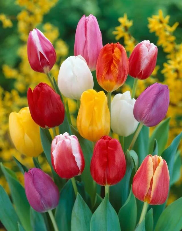 看望病人买什么鲜花，适合送病人的鲜花有哪几种（哪些花代表健康、平安、幸福）