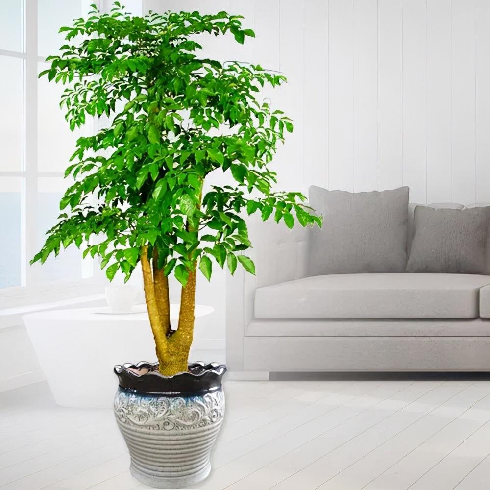 别墅大门口种什么树***好,九种大"富贵树" - 玉三网