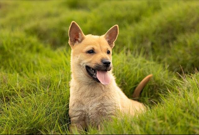 狗来富是要把狗养起来吗，狗来富是什么狗（一条狗若是有这些“特点”）