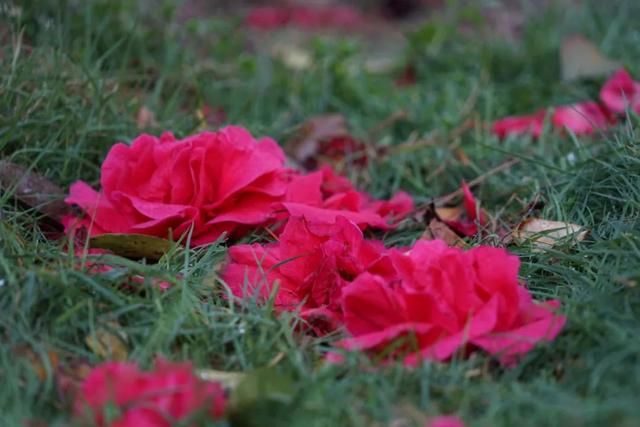 大理市春季赏花去哪里，大理开花季节（春之大理，与茶花“约会”）