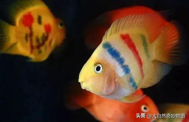 鹦哥鱼的品种介绍-鹦哥鱼是怎样的，鹦哥鱼 种类（鹦鹉鱼：鱼中可爱多）