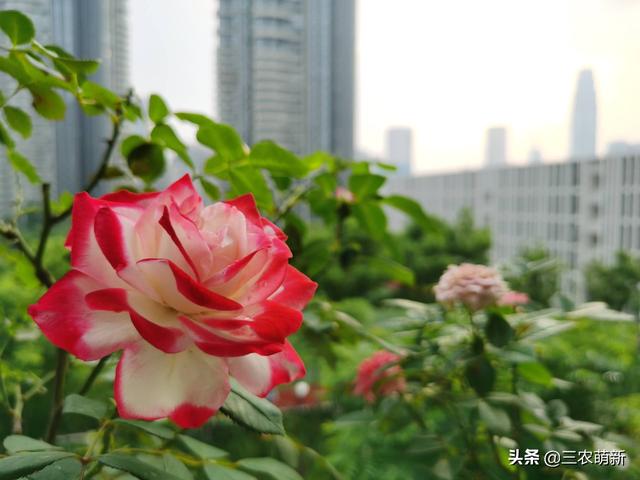 月季花的生长过程，月季从播种到发芽、长叶、开花的全过程（附带图片大全和种植方法）