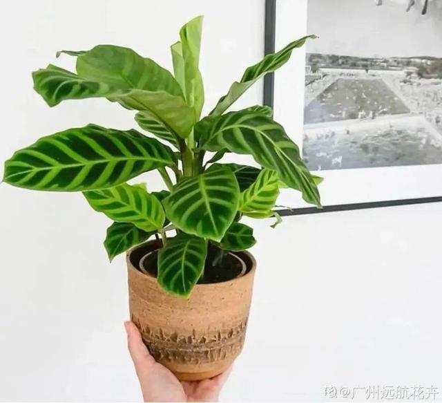 适合卧室养的花，卧室适合养什么花（卧室养4种花）