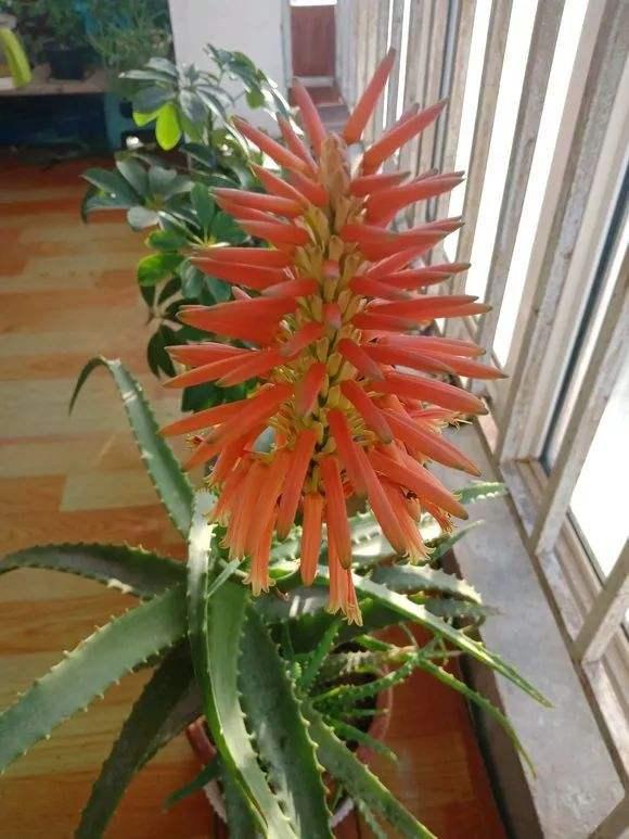 纯氧气能吸吗，纯氧气可以呼吸吗（建议养些“健康花”）