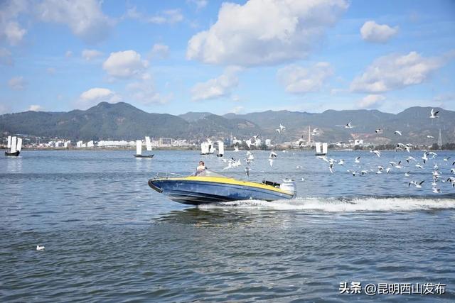 昆明海鸥最佳观赏地，去海埂大坝看海鸥前