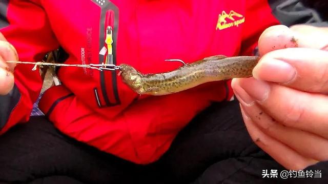 捉鱼经验谈：捉泥鳅的几种方法和技巧，捉鱼经验谈（泥鳅钓鱼为什么人人喊打）