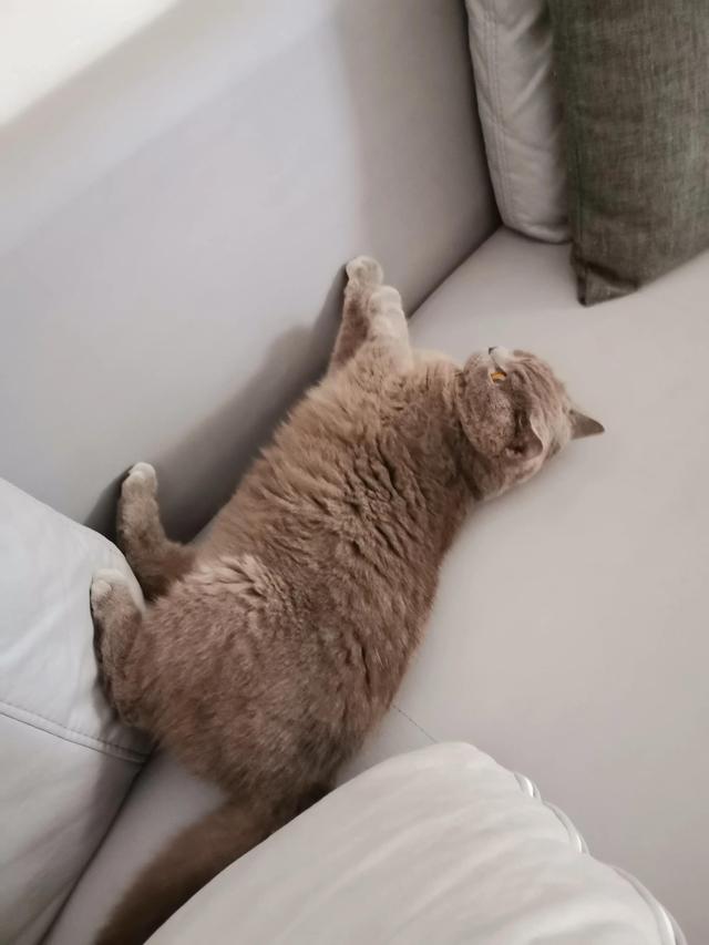 小灰灰可爱图片，好可爱的小灰灰，微信头像（我的动物朋友一一小灰灰）