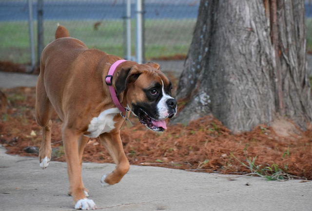 拳师(拳师酱解说),为何养"拳师犬"的人日渐增加(拳
