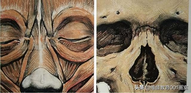 鼻梁在哪里图解，鼻梁的位置在哪（武汉艺考美术生画室分享素描鼻子的画法图解）