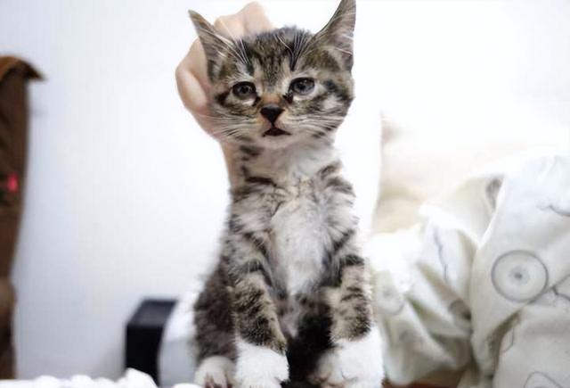 养猫训猫技巧，如何正确训练猫咪
