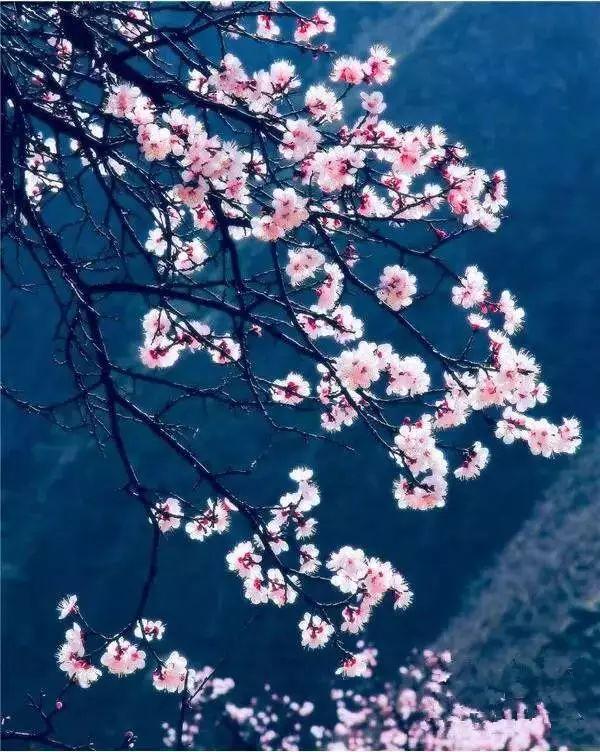 春天去哪里旅游好，这才是春天最值得去的20个地方（中国最美的30个地方）