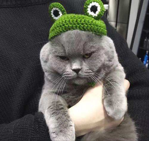 蓝猫是英短还是美短，美短（为什么“蓝猫”越来越多人养）