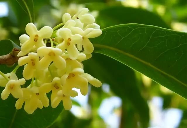 梅花象征什么，梅花象征什么青松象征什么雪花象征什么（中国十大名花排行榜）