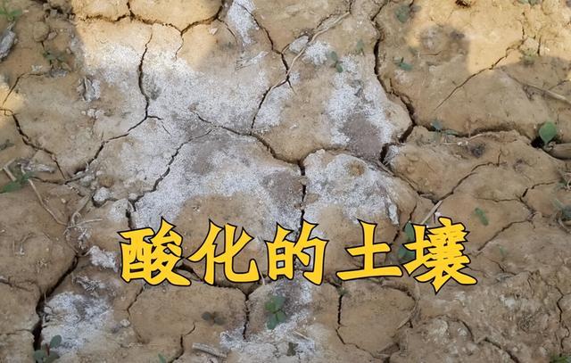 氧化钙的俗称，氢氧化钙和氧化钙的俗称（“生石灰”是如何解决土壤酸化、土壤病害的）