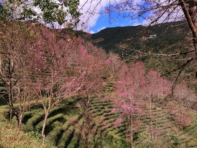 浪漫樱花唯美图片，图片樱花 唯美（大理还有浪漫樱花）