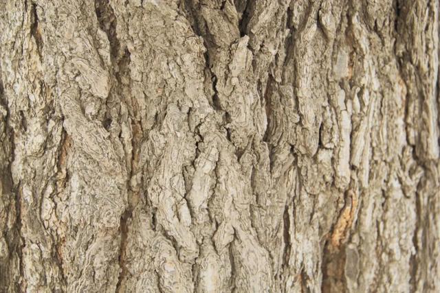 阿姆斯壮地板怎么样，阿姆斯壮pvc地板价格（领略阿姆斯壮塑胶地板之美）