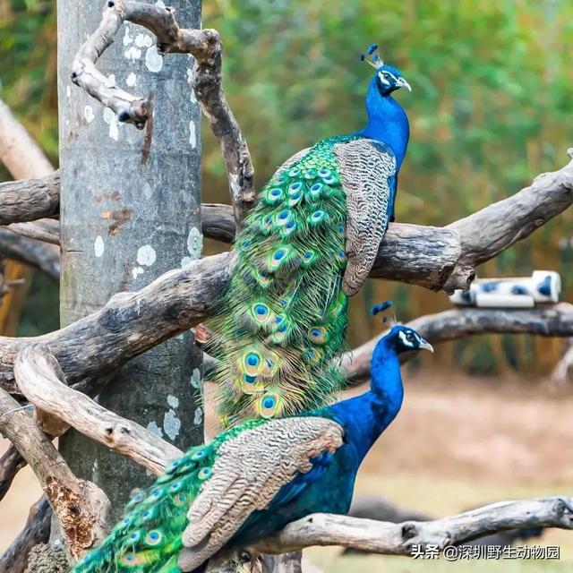 深圳世界之窗门票多少钱一张，深圳世界之窗晚上门票多少（动物园\u0026世界之窗/欢乐海岸水秀）