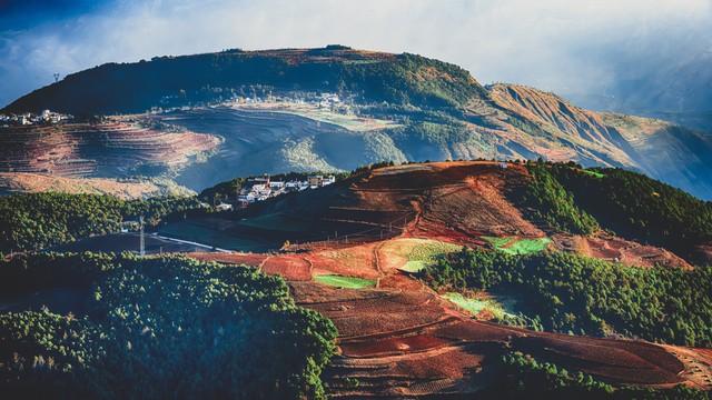 仙人掌的果实叫什么，仙人掌的果实有什么作用与功效（回乡种仙人掌、养胭脂虫）