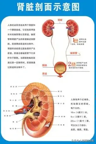 亲戚要换肾，全家只有我配型合适，我想拒绝，真的做错了吗？
