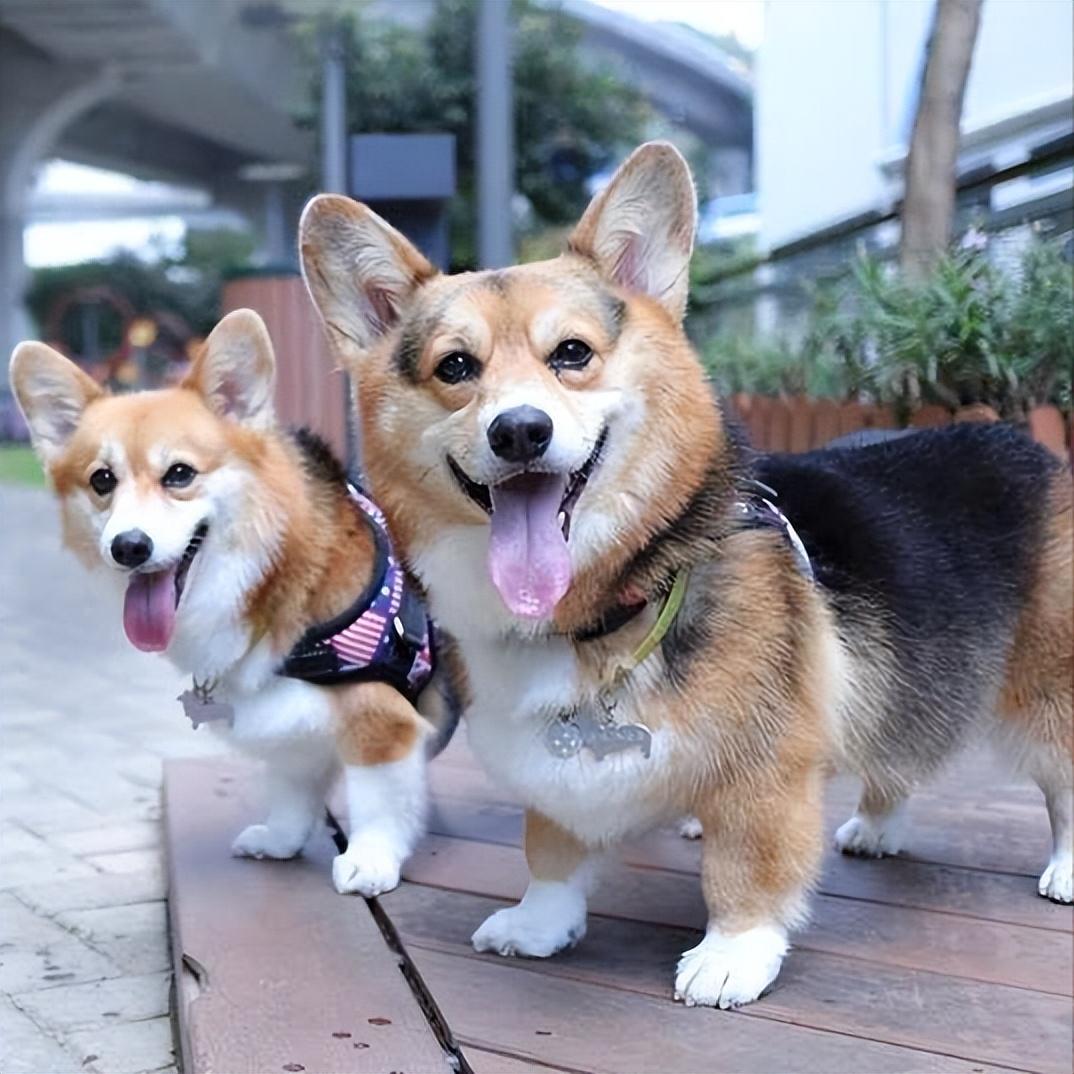 纯种柯基多少钱一只(柯基) - 价格百科