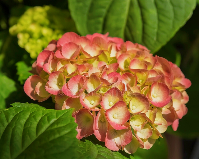 兰花花语心情的句子，兰花开了心情语（一花一世界）