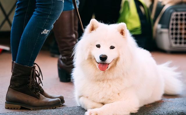 为什么都不建议养萨摩耶，萨摩耶犬好养吗（告诉你一个秘密：养狗）