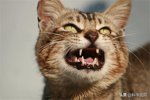 公猫端母猫，公猫端母猫,一端一哎哟（为什么穿上裤子就不认猫）