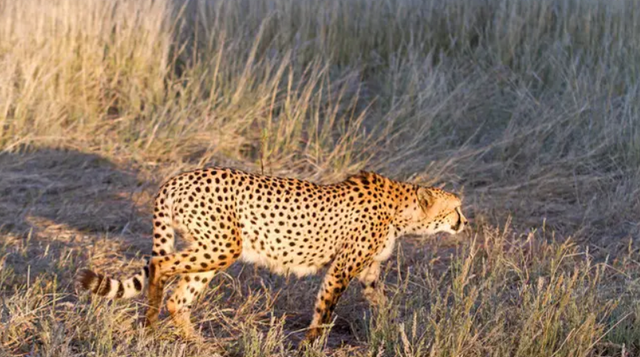 更大的老虎会是谁，世界上最大的老虎是什么（03年中国将5只老虎放到非洲草原）