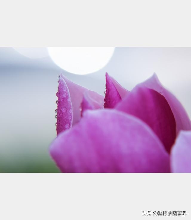 好看的图片。，好看的图片背景（实拍25张唯美的花草照片）