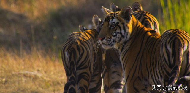 美剧推荐大片9.0以上评分，10部必看的高分美剧（这五部赏心悦目的大片）