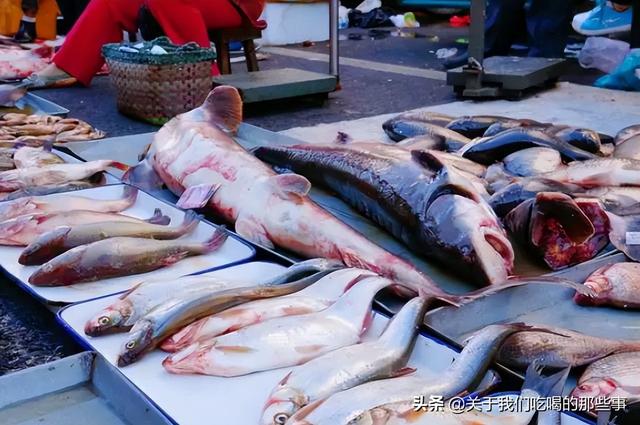 海鱼大集合，认识美味海鱼（这4种是野生海鱼）