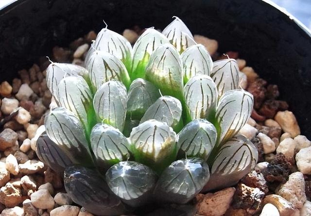 黑肌玉露的养殖和注意事项,黑肌玉露几个品种(那么这"10种普通货")