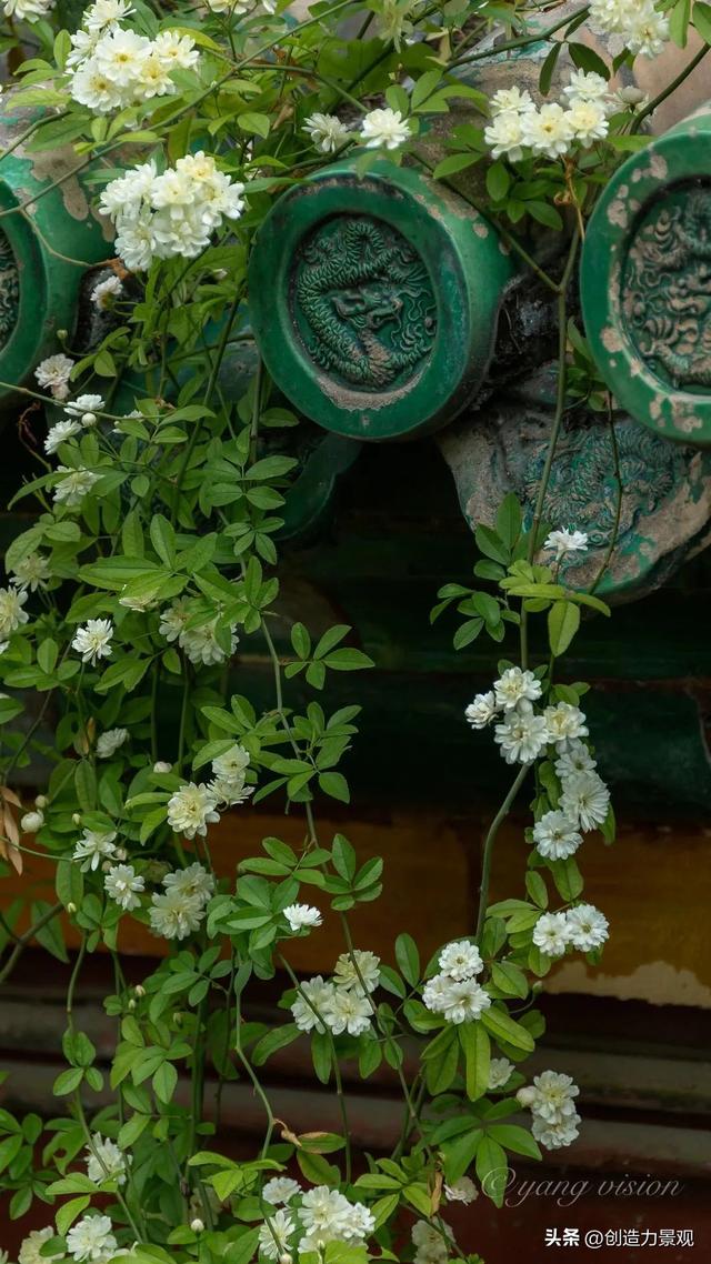 木香花是什么，木香花是什么样子的（美色不逊月季的爬藤植物——木香花）