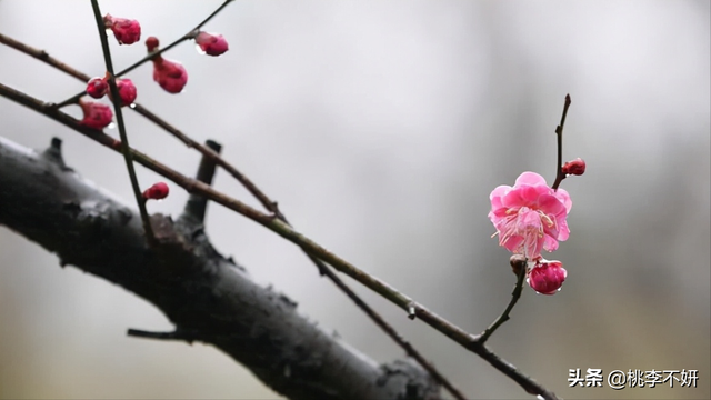 岁末将至敬颂冬绥什么意思，愿你的世界如暖阳
