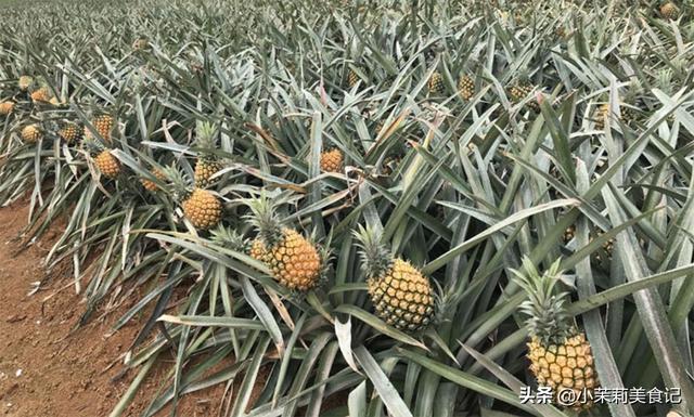 菠萝原产地是哪里，菠萝的出产地是哪里（全国哪的菠萝最好吃）