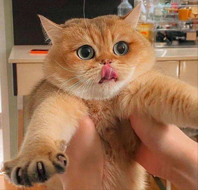 光猫是什么样子的图片，什么是光纤（金渐层的6大优点）