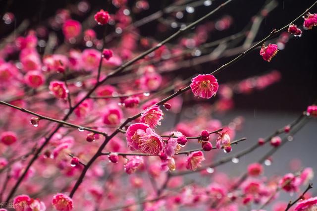 连翘花的寓意和象征，连翘花蕴含的寓意和象征（红梅与桃花）