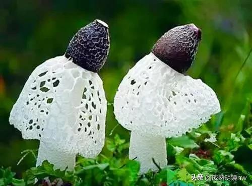 世界上最漂亮的蘑菇，世界上最漂亮的蘑菇是什么（精华总伴日风来。美丽的蘑菇）