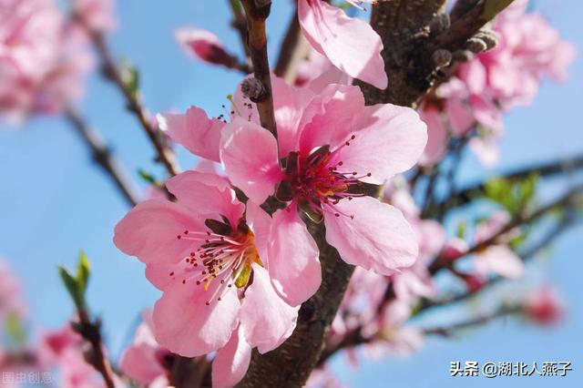 春天的花有哪些，春天21种可以食用的鲜花（一年四季都盛开的花是什么花）