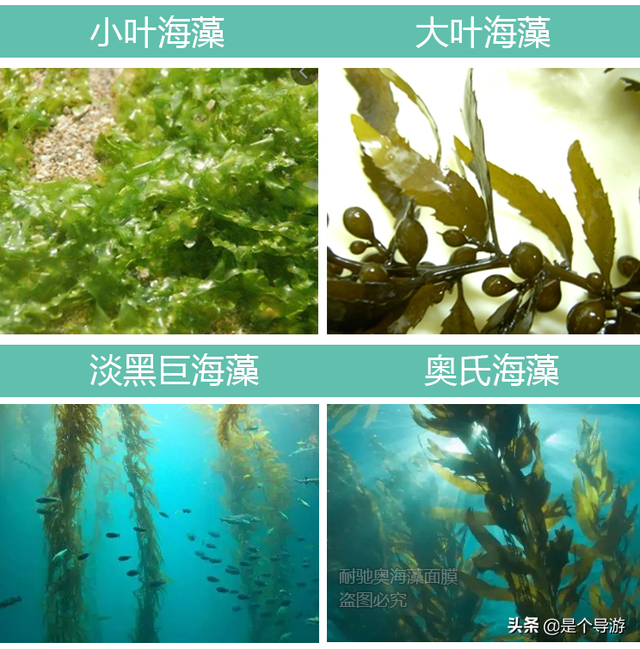 海藻面膜可以美白吗，海藻面膜加什么可以美白（海藻面膜敷多久哪个牌子好）